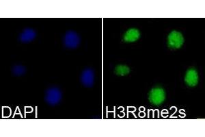 Immunofluorescence (IF) image for anti-Histone 3 (H3) (H3R8me2s) antibody (ABIN1873010) (Histone 3 Antikörper  (H3R8me2s))