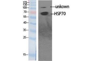 Western Blot (WB) analysis of specific cells using HSP70 Polyclonal Antibody. (HSP70 Antikörper  (Internal Region))