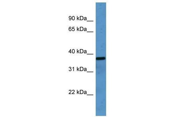 OR2H1 Antikörper  (C-Term)