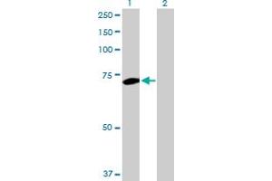 Western Blot analysis of PLK1 expression in transfected 293T cell line by PLK1 MaxPab polyclonal antibody. (PLK1 Antikörper  (AA 1-603))