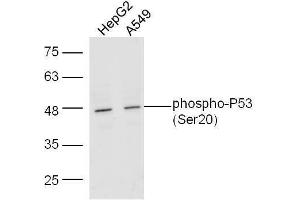 Lane 1: Human HepG2 lysates; Lane 2: Human A549 lysates probed with Rabbit Anti-P53(Ser20) Polyclonal Antibody, Unconjugated  at 1:5000 for 90 min at 37˚C. (p53 Antikörper  (pSer20))