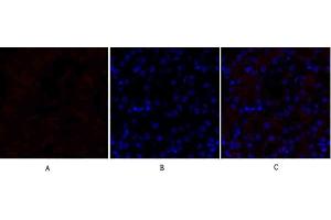 Immunofluorescence analysis of mouse kidney tissue. (Lamin B1 Antikörper  (N-Term))