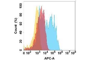 protein is highly expressed on the surface of Expi293 cell membrane. (CCR6 Antikörper)