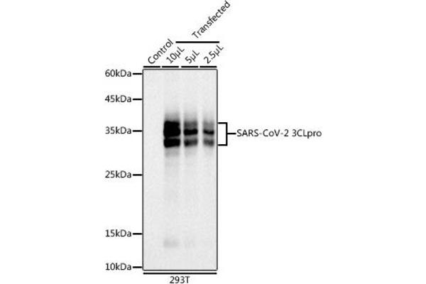 SARS-Coronavirus Nonstructural Protein 8 (SARS-CoV NSP8) Antikörper