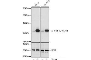 Western blot analysis of extracts of various cell lines using Phospho-RPS6(S240/244) Polyclonal Antibody at dilution of 1:1000. (RPS6 Antikörper  (pSer240, pSer244))