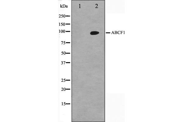 ABCF1 Antikörper  (C-Term)