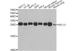 Western blot analysis of extracts of various cell lines, using RPL13 antibody. (RPL13 Antikörper  (AA 1-211))