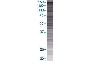 ZNFX1 transfected lysate. (ZNFX1 293T Cell Transient Overexpression Lysate(Denatured))