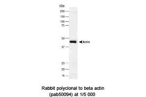 Image no. 1 for anti-Actin, beta (ACTB) (N-Term) antibody (ABIN363403) (beta Actin Antikörper  (N-Term))