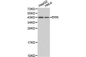 Western Blotting (WB) image for anti-Tissue Factor Pathway Inhibitor (Lipoprotein-Associated Coagulation Inhibitor) (TFPI) antibody (ABIN1875071) (TFPI Antikörper)