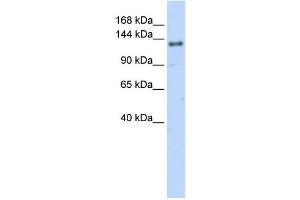 WB Suggested Anti-EIF4G2 Antibody Titration:  0. (EIF4G2 Antikörper  (N-Term))