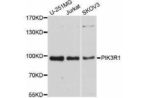 Western blot analysis of extracts of various cell lines, using PIK3R1 antibody (ABIN5998514) at 1/1000 dilution. (PIK3R1 Antikörper)