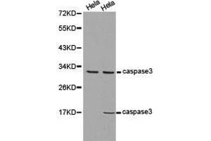 Western Blotting (WB) image for anti-Caspase 3 (CASP3) antibody (ABIN1871462) (Caspase 3 Antikörper)