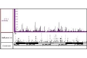 ETS-1 antibody (pAb) tested by ChIP-Seq. (ETS1 Antikörper  (C-Term))