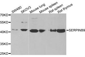 Western blot analysis of extracts of various cell lines, using SERPINB9 antibody (ABIN5973795) at 1/1000 dilution. (SERPINB9 Antikörper)