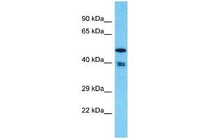 Western Blotting (WB) image for anti-THUMP Domain Containing 1 (THUMPD1) (C-Term) antibody (ABIN2774581) (THUMPD1 Antikörper  (C-Term))