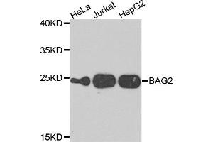 Western blot analysis of extracts of various cells, using BAG2 antibody. (BAG2 Antikörper)