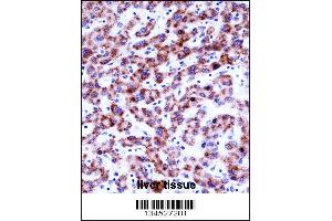 SIGLEC8 Antibody immunohistochemistry analysis in formalin fixed and paraffin embedded human liver tissue followed by peroxidase conjugation of the secondary antibody and DAB staining. (SIGLEC8 Antikörper  (N-Term))