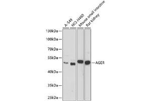 Western blot analysis of extracts of various cell lines, using AGER antibody (ABIN3021947, ABIN3021948, ABIN1512545 and ABIN6218132) at 1:1000 dilution. (RAGE Antikörper  (AA 30-330))