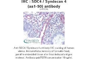 Image no. 1 for anti-Syndecan 4 (SDC4) (AA 1-50) antibody (ABIN1739103) (SDC4 Antikörper  (AA 1-50))