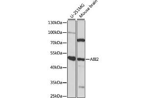 Western blot analysis of extracts of various cell lines, using  antibody (ABIN7265360) at 1:1000 dilution. (ABI2 Antikörper  (AA 100-200))