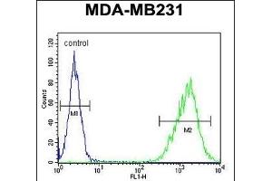 TAZ Antibody (N-term) (ABIN652751 and ABIN2842495) flow cytometric analysis of MDA-M cells (right histogram) compared to a negative control cell (left histogram). (TAZ Antikörper  (N-Term))