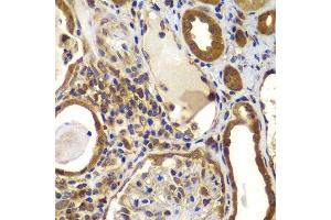 Immunohistochemistry of paraffin-embedded human kidney using NME2 antibody. (NME2 Antikörper  (AA 1-152))