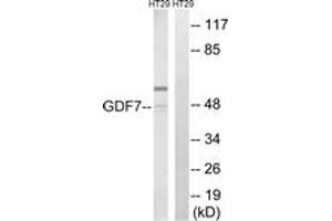 Western blot analysis of extracts from HT-29 cells, using GDF7 Antibody. (GDF7 Antikörper  (AA 191-240))