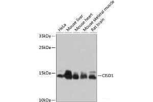 Western blot analysis of extracts of various cell lines using CISD1 Polyclonal Antibody at dilution of 1:1000. (CISD1 Antikörper)