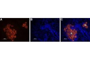 Expression of STIM1 in rat pancreas - Immunohistochemical staining of rat paraffin-embedded pancreas sections using Anti-STIM1 (extracellular)-ATTO Fluor-550 Antibody (ABIN7043780), (1:20), (red). (STIM1 Antikörper  (Extracellular, N-Term) (Atto 550))