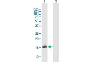 Western Blot analysis of NDUFA13 expression in transfected 293T cell line by NDUFA13 MaxPab polyclonal antibody. (NDUFA13 Antikörper  (AA 1-144))