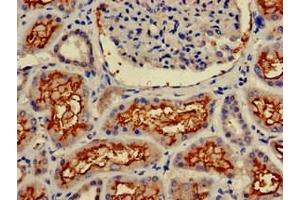 Immunohistochemistry of paraffin-embedded human kidney tissue using ABIN7144005 at dilution of 1:100 (CD13 Antikörper  (AA 34-219))