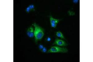 Anti-HP mouse monoclonal antibody (ABIN2453137) immunofluorescent staining of COS7 cells transiently transfected by pCMV6-ENTRY HP (RC223612). (Haptoglobin Antikörper)