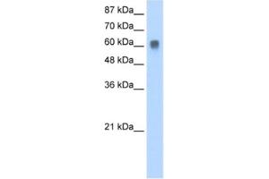 Western Blotting (WB) image for anti-ZFP91 Zinc Finger Protein (ZFP91) antibody (ABIN2461292) (ZFP91 Antikörper)