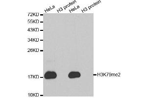 Western blot analysis of extracts of various cell lines, using DiMethyl-Histone H3-K79 antibody. (Histone 3 Antikörper  (H3K9me2))