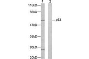 Western blot analysis of extracts from K562 cells, using p53 (Ab-37) Antibody. (p53 Antikörper  (AA 11-60))