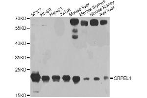 Western blot analysis of extracts of various cell lines, using GRPEL1 antibody (ABIN1876249) at 1:1000 dilution. (GRPEL1 Antikörper)