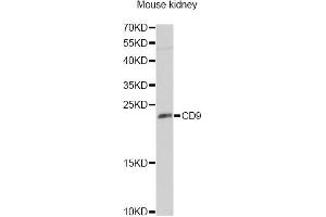 Western blot analysis of extracts of mouse kidney, using CD9 Antibody (ABIN1871662) at 1:1000 dilution. (CD9 Antikörper)