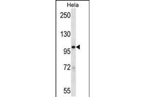 Western blot analysis in Hela cell line lysates (35ug/lane). (STAT2 Antikörper  (N-Term))