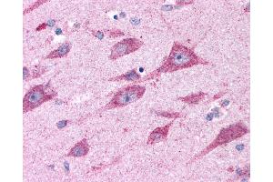 Anti-CELSR2 antibody IHC of human brain, amygdala. (CELSR2 Antikörper  (N-Term))