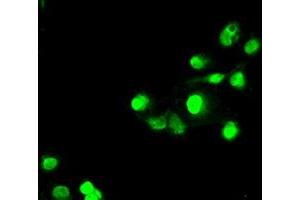 Immunofluorescence (IF) image for anti-SATB Homeobox 1 (SATB1) antibody (ABIN1500812) (SATB1 Antikörper)
