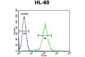 Flow cytometric analysis of HL-60 cells using OR10J5 Antibody (C-term) Cat. (OR10J5 Antikörper  (C-Term))