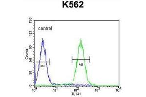 Flow cytometric analysis of K562 cells using LCE2B Antibody (C-term) Cat. (LCE2B Antikörper  (C-Term))