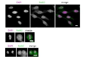 Immunofluorescence (IF) image for anti-Vaccinia Related Kinase 1 (VRK1) (N-Term) antibody (ABIN2452161)