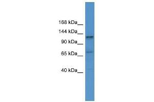 Western Blot showing ERC1 antibody used at a concentration of 1-2 ug/ml to detect its target protein. (ERC1 Antikörper  (C-Term))