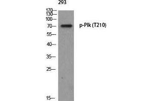 Western Blot (WB) analysis of 293 using p-Plk (T210) antibody. (PLK1 Antikörper  (pThr210))