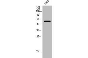 Western Blot analysis of COLO cells using Phospho-PTP1B (S50) Polyclonal Antibody (PTPN1 Antikörper  (pSer50))