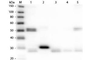 Western Blotting (WB) image for Donkey anti-Rat IgG (Heavy & Light Chain) antibody (TRITC) - Preadsorbed (ABIN102110)