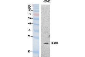 Western Blotting (WB) image for anti-Interleukin 1 eta (FIL1h) (Internal Region) antibody (ABIN3178528) (FIL1h Antikörper  (Internal Region))