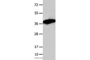Western blot analysis of Mouse liver tissue , using COPS5 Polyclonal Antibody at dilution of 1:1550 (COPS5 Antikörper)
